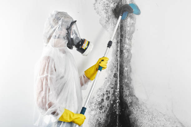 Water damage restoration mold remediation