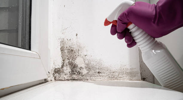 Carpet water damage restoration in St Joseph, MI